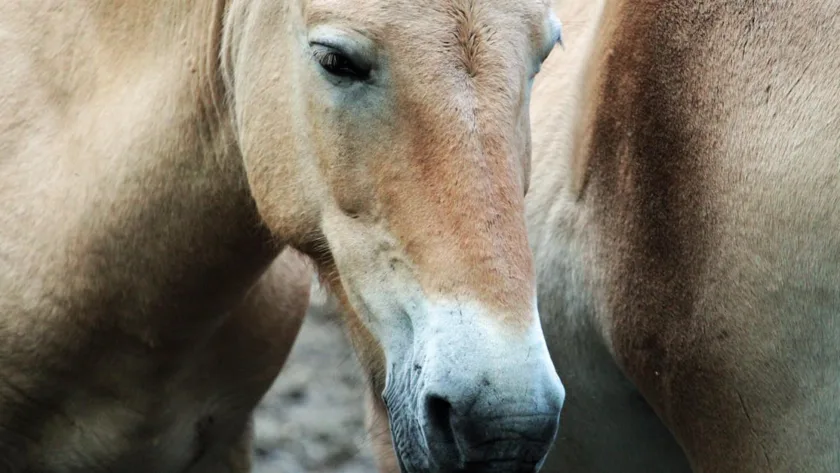 découvrez notre sélection rare de chevaux schleich, des figurines détaillées et de collection pour les passionnés et les amateurs.