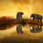 découvrez aquapony, la solution parfaite pour divertir vos poneys tout en les rafraîchissant. un équipement innovant pour leur bien-être et amusement.