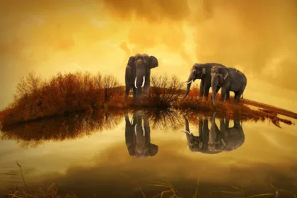 découvrez aquapony, la solution parfaite pour divertir vos poneys tout en les rafraîchissant. un équipement innovant pour leur bien-être et amusement.