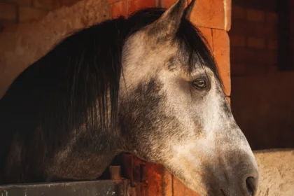 découvrez tout sur la rhinopneumonie équine, une maladie virale affectant les chevaux, ses symptômes, modes de transmission et méthodes de prévention.