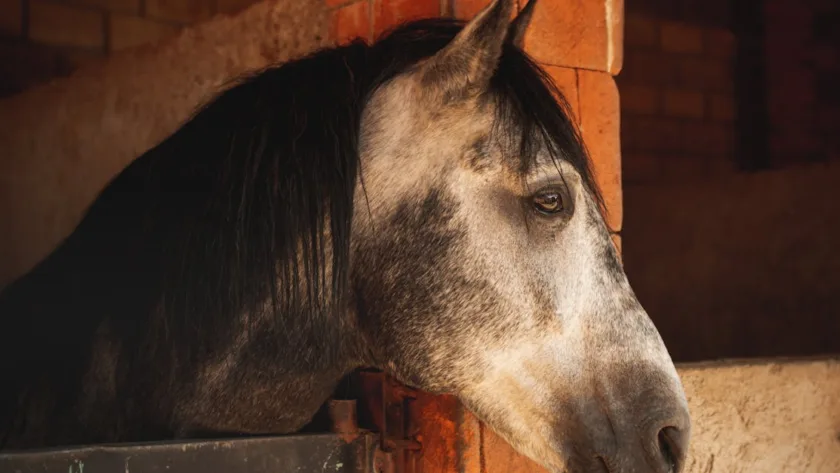 découvrez tout sur la rhinopneumonie équine, une maladie virale affectant les chevaux, ses symptômes, modes de transmission et méthodes de prévention.