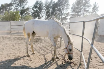 découvrez tout sur le strangles équin, une maladie infectieuse contagieuse affectant les chevaux, ses symptômes, traitements et mesures de prévention.
