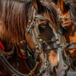 découvrez notre sélection de mors pour cheval, alliant confort et performance pour un meilleur contrôle lors de vos balades et entraînements.