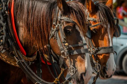 découvrez notre sélection de mors pour cheval, alliant confort et performance pour un meilleur contrôle lors de vos balades et entraînements.