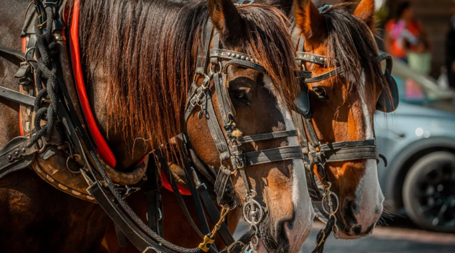découvrez notre sélection de mors pour cheval, alliant confort et performance pour un meilleur contrôle lors de vos balades et entraînements.