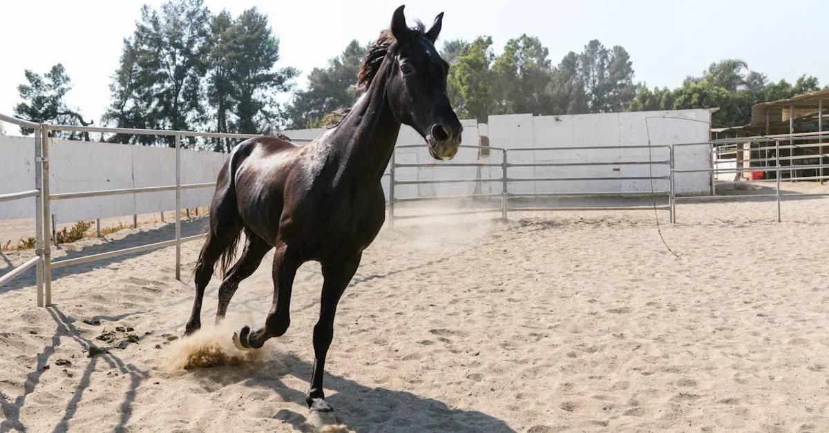 découvrez des exercices efficaces pour renforcer les muscles pectoraux et améliorer votre silhouette avec nos routines spécialement conçues pour la poitrine en forme de cheval.