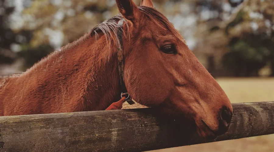 découvrez les causes, symptômes et traitements du colique chez le cheval pour assurer sa santé et son bien-être.