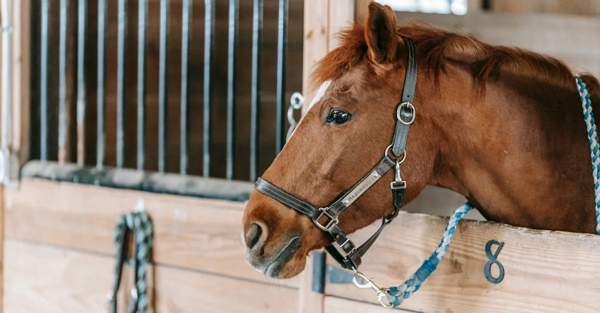 découvrez tout sur la myosite chez le cheval : causes, symptômes, diagnostics et traitements pour assurer la santé et le bien-être de votre équidé.