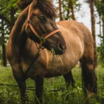 découvrez tout ce qu'il faut savoir sur la myosite chez le cheval : symptômes, causes, traitements et conseils pour prendre soin de votre cheval atteint de cette maladie musculaire.