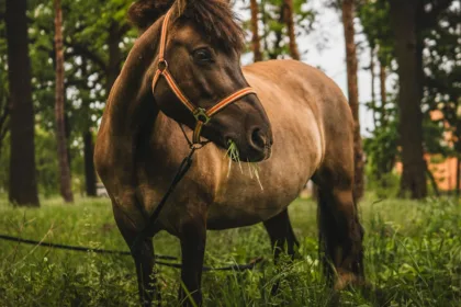 découvrez tout ce qu'il faut savoir sur la myosite chez le cheval : symptômes, causes, traitements et conseils pour prendre soin de votre cheval atteint de cette maladie musculaire.