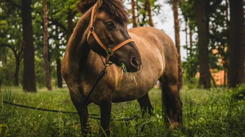 découvrez tout ce qu'il faut savoir sur la myosite chez le cheval : symptômes, causes, traitements et conseils pour prendre soin de votre cheval atteint de cette maladie musculaire.