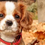 découvrez le cavalier king charles spaniel, un chien élégant et affectueux, idéal pour les familles. apprenez tout sur son caractère, son entretien et ses besoins.