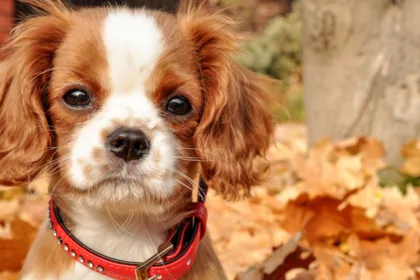découvrez le cavalier king charles spaniel, un chien élégant et affectueux, idéal pour les familles. apprenez tout sur son caractère, son entretien et ses besoins.
