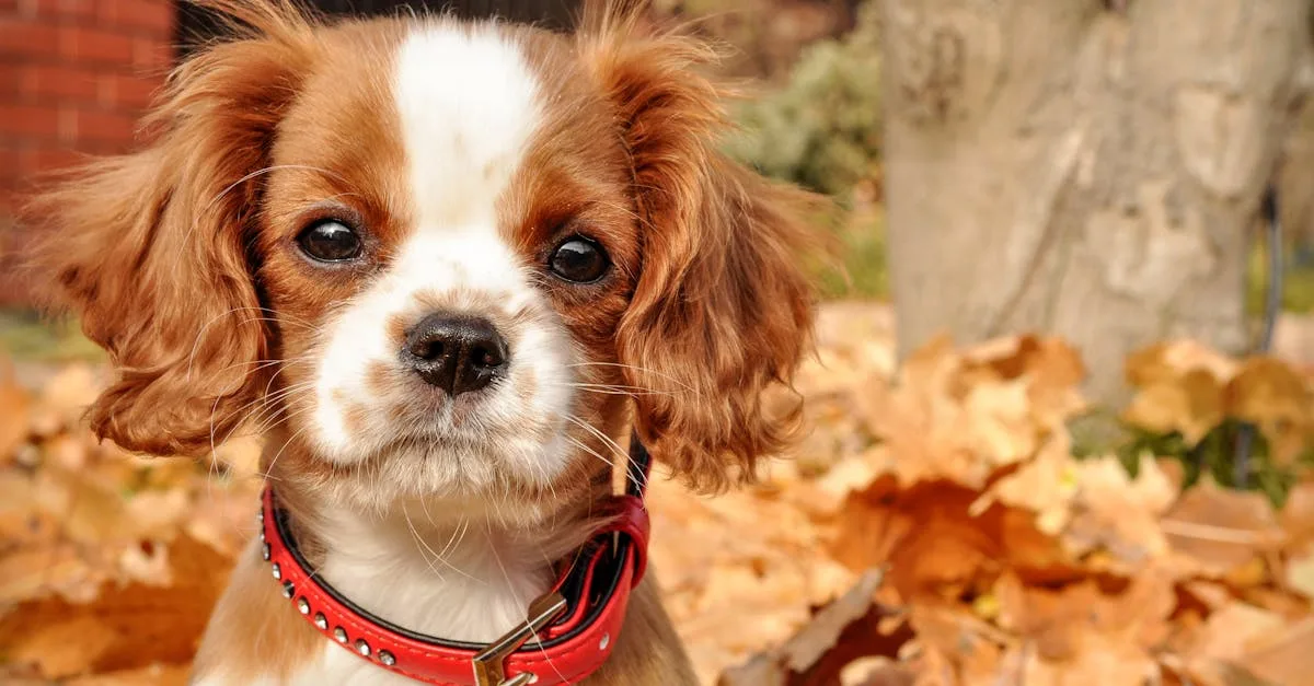 découvrez le cavalier king charles spaniel, un chien élégant et affectueux, idéal pour les familles. apprenez tout sur son caractère, son entretien et ses besoins.