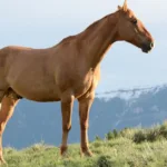 lpiroplasmose équine est une maladie parasitaire affectant les chevaux, causée par des protozoaires transmis par les tiques. découvrez ses symptômes, son diagnostic et les traitements disponibles.