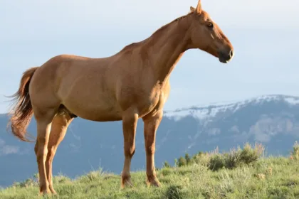 lpiroplasmose équine est une maladie parasitaire affectant les chevaux, causée par des protozoaires transmis par les tiques. découvrez ses symptômes, son diagnostic et les traitements disponibles.
