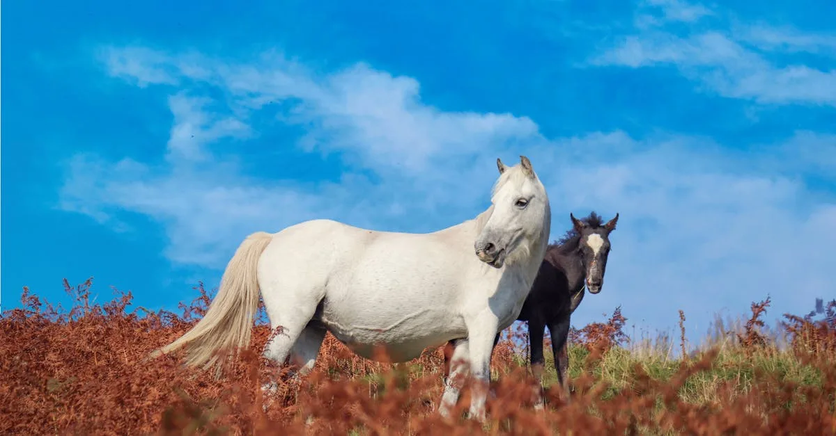 découvrez comment convertir l'âge d'un cheval en équivalent humain pour mieux comprendre son stade de vie et ses besoins.