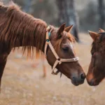 convertissez l'âge de votre cheval en âges humains facilement grâce à notre guide de conversion précis et pratique.