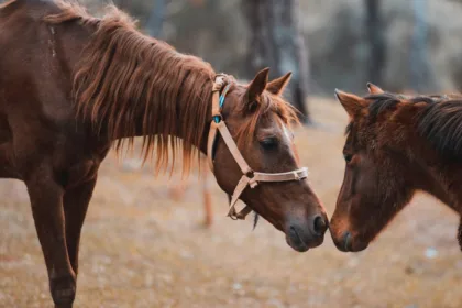 convertissez l'âge de votre cheval en âges humains facilement grâce à notre guide de conversion précis et pratique.