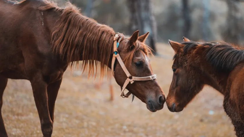 convertissez l'âge de votre cheval en âges humains facilement grâce à notre guide de conversion précis et pratique.