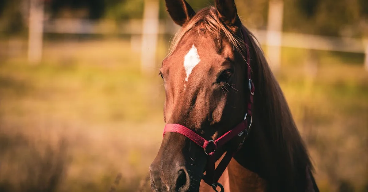 découvrez notre muselière pour cheval, conçue pour assurer confort et sécurité lors de vos sorties équestres.