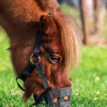 découvrez notre muselière pour cheval, conçue pour assurer le confort et la sécurité de votre équidé lors de ses activités.