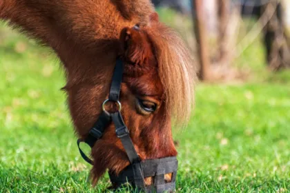 découvrez notre muselière pour cheval, conçue pour assurer le confort et la sécurité de votre équidé lors de ses activités.
