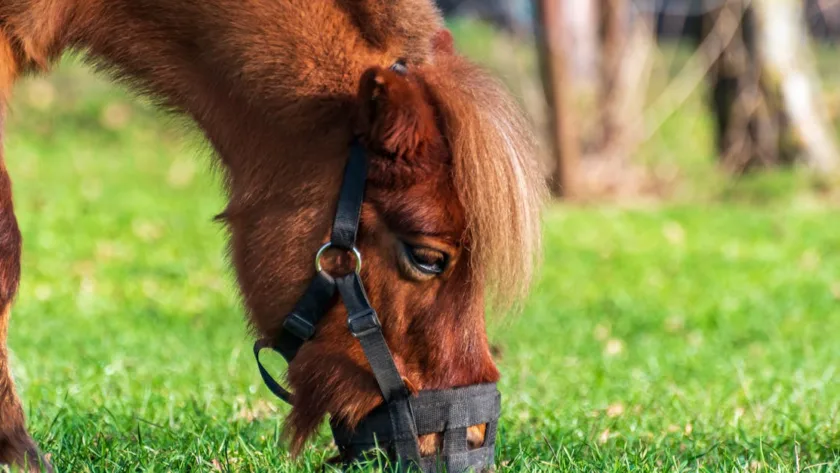 découvrez notre muselière pour cheval, conçue pour assurer le confort et la sécurité de votre équidé lors de ses activités.
