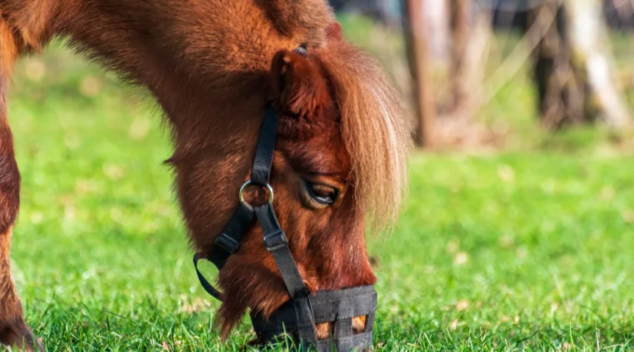 découvrez notre muselière pour cheval, conçue pour assurer le confort et la sécurité de votre équidé lors de ses activités.