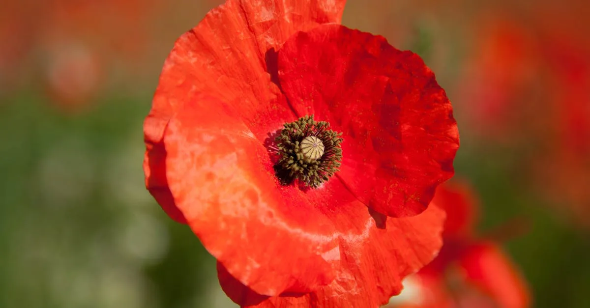 découvrez le plaisir du jumping à villard-de-lans, un site idéal pour les amateurs d'équitation et de sensations fortes en pleine nature.