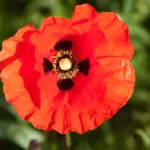 découvrez jumping villard-de-lans, un événement équestre incontournable alliant passion, compétition et convivialité au cœur des paysages magnifiques de villard-de-lans.