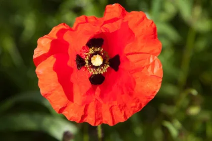 découvrez jumping villard-de-lans, un événement équestre incontournable alliant passion, compétition et convivialité au cœur des paysages magnifiques de villard-de-lans.
