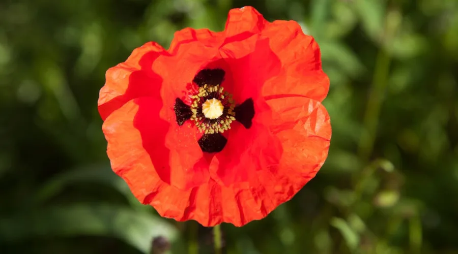 découvrez jumping villard-de-lans, un événement équestre incontournable alliant passion, compétition et convivialité au cœur des paysages magnifiques de villard-de-lans.