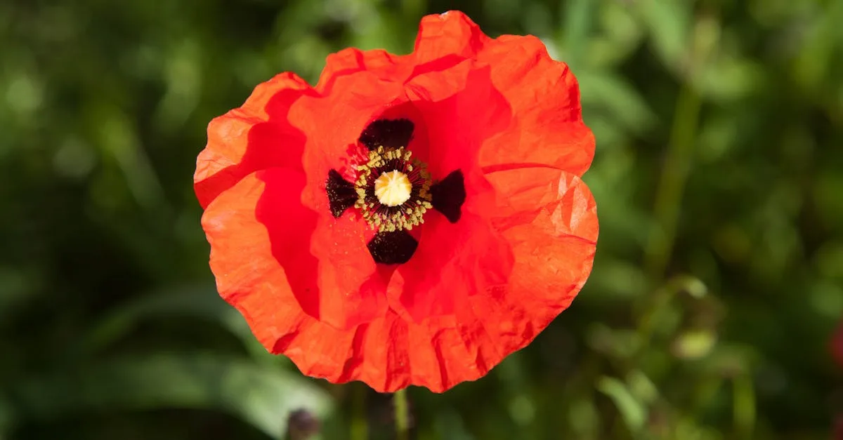 découvrez jumping villard-de-lans, un événement équestre incontournable alliant passion, compétition et convivialité au cœur des paysages magnifiques de villard-de-lans.