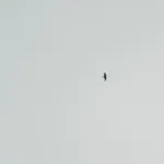 découvrez penelope leprévost, cavalière d'exception et figure emblématique du saut d'obstacles français, réputée pour son talent et ses victoires internationales.