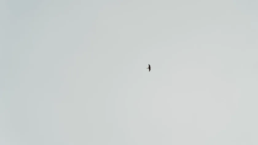 découvrez penelope leprévost, cavalière d'exception et figure emblématique du saut d'obstacles français, réputée pour son talent et ses victoires internationales.