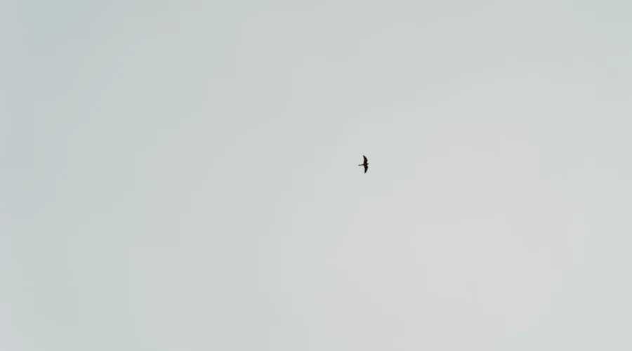 découvrez penelope leprévost, cavalière d'exception et figure emblématique du saut d'obstacles français, réputée pour son talent et ses victoires internationales.