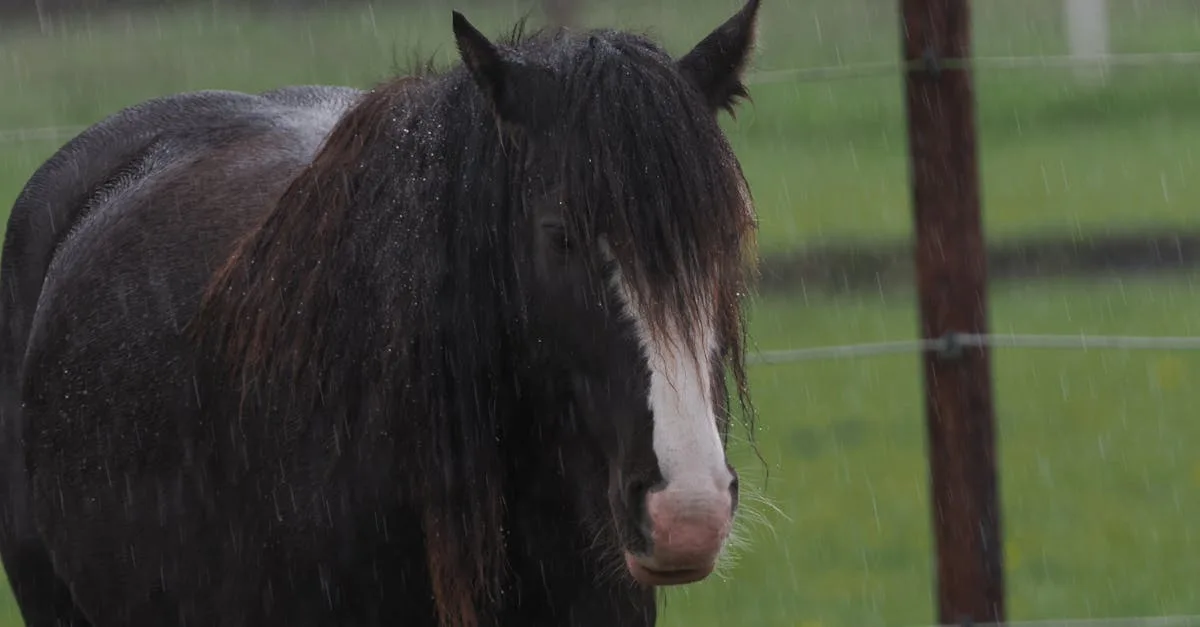 découvrez le clydesdale, un cheval de trait puissant et majestueux, reconnu pour sa force exceptionnelle et son caractère doux.