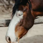 découvrez le clydesdale, un cheval de trait majestueux reconnu pour sa force exceptionnelle et son élégance distinctive.