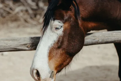 découvrez le clydesdale, un cheval de trait majestueux reconnu pour sa force exceptionnelle et son élégance distinctive.