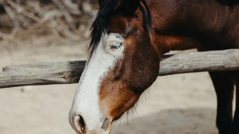 découvrez le clydesdale, un cheval de trait majestueux reconnu pour sa force exceptionnelle et son élégance distinctive.
