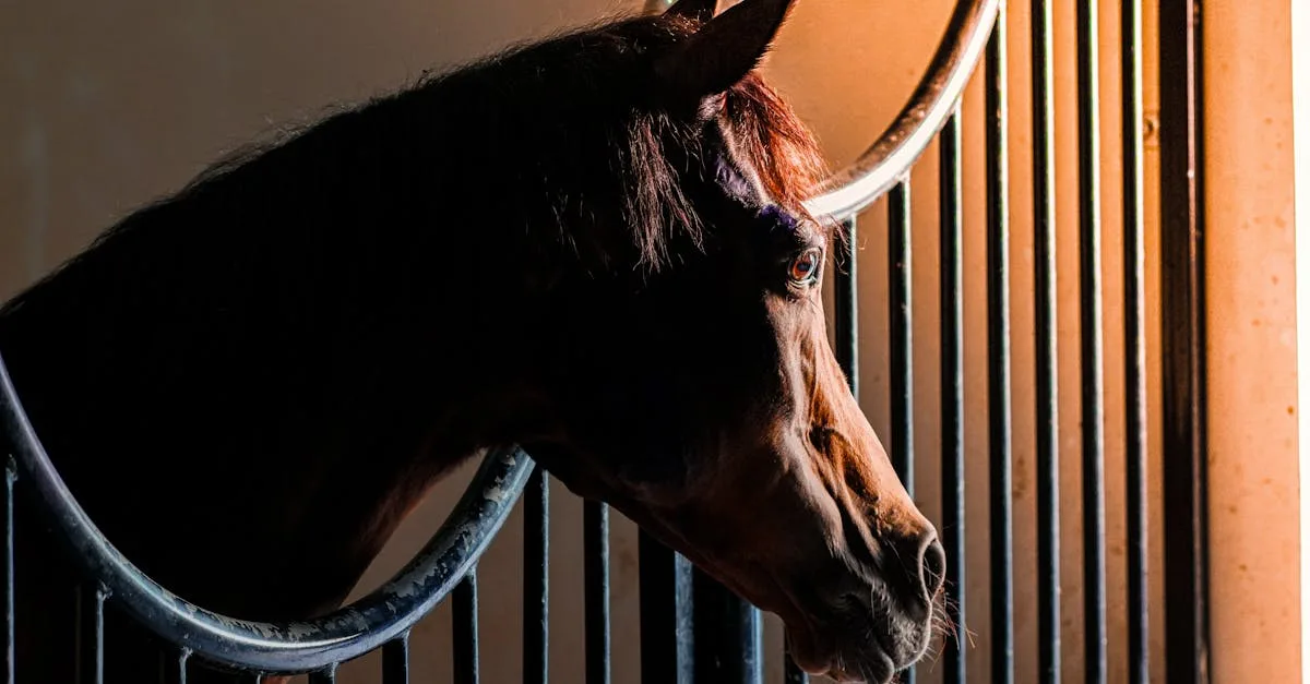 découvrez tout sur la métrite équine, une infection utérine affectant les chevaux, ses symptômes, causes, traitements et conseils de prévention.