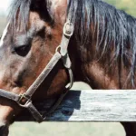 découvrez tout sur la métrite équine : symptômes, causes, traitements et prévention de cette infection utérine chez les chevaux.