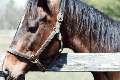 découvrez tout sur la métrite équine : symptômes, causes, traitements et prévention de cette infection utérine chez les chevaux.