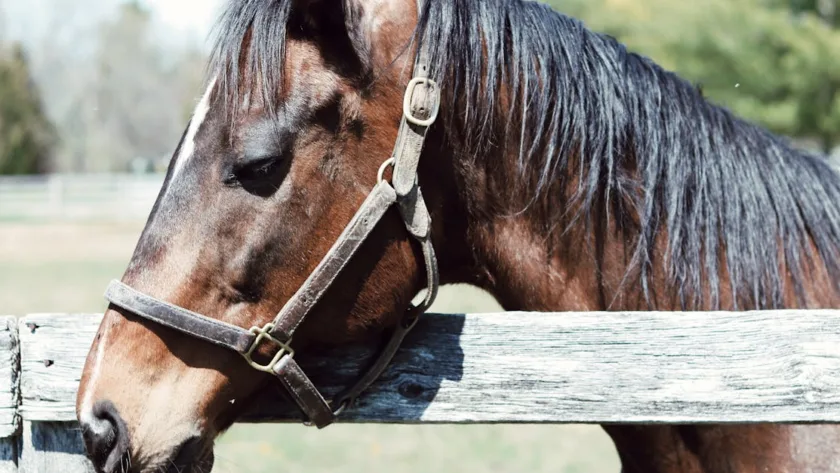 découvrez tout sur la métrite équine : symptômes, causes, traitements et prévention de cette infection utérine chez les chevaux.