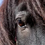découvrez le cheval mérens, une race rustique et élégante originaire des pyrénées, reconnue pour sa robustesse, sa polyvalence et son caractère doux.