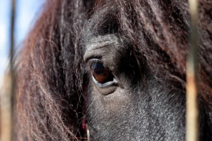 découvrez le cheval mérens, une race rustique et élégante originaire des pyrénées, reconnue pour sa robustesse, sa polyvalence et son caractère doux.