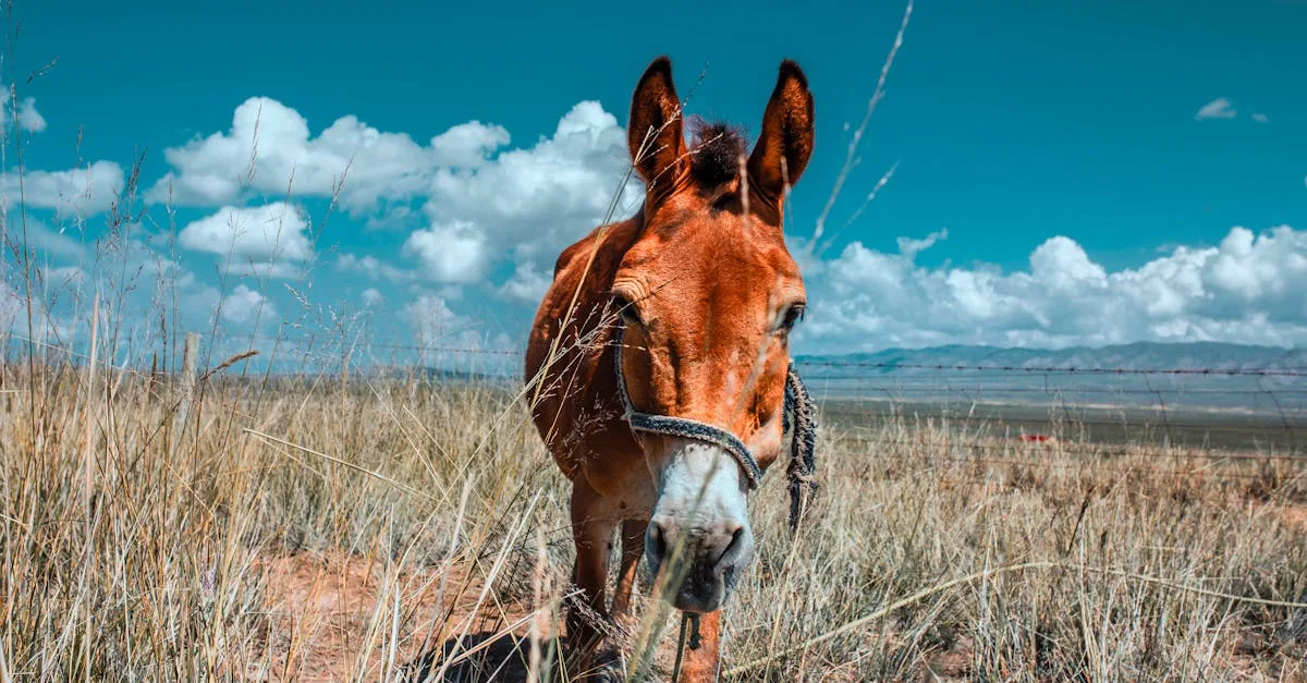 découvrez tout sur la mule, cet animal hybride robuste, mélange de cheval et d'âne, apprécié pour sa force et sa résistance.