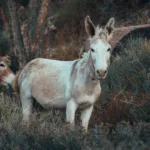 découvrez tout sur la mule, cet animal de bât robuste et polyvalent, utilisé depuis des siècles pour le travail et le transport.