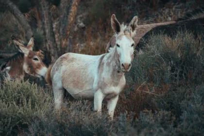 découvrez tout sur la mule, cet animal de bât robuste et polyvalent, utilisé depuis des siècles pour le travail et le transport.